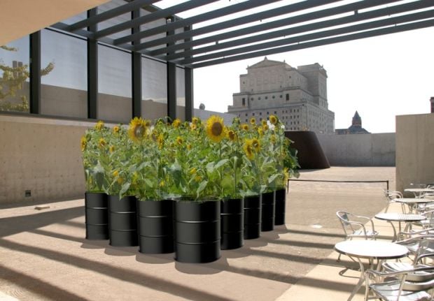 SunflowerProject